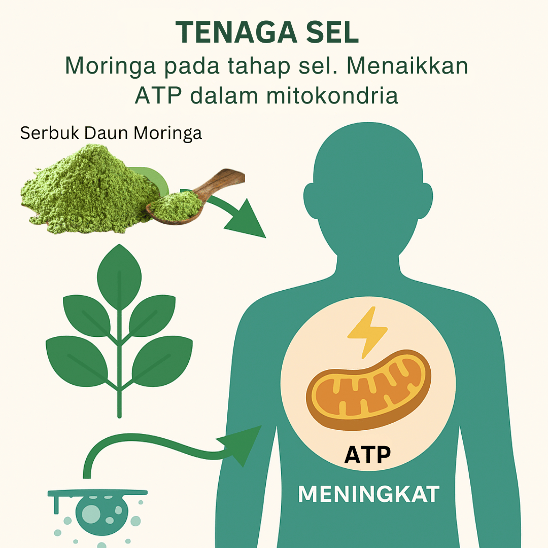 Serbuk daun moringa